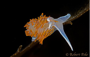 Flabellina. by Robert Polo 
